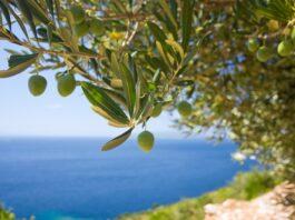 มาทำความรู้จักต้นมะกอกโอลีฟ สายพันธุ์ไหนนิยมปลูกที่สุด Olive Tree