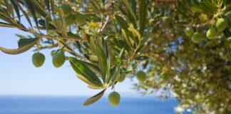 มาทำความรู้จักต้นมะกอกโอลีฟ สายพันธุ์ไหนนิยมปลูกที่สุด Olive Tree