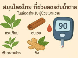 เคล็ดลับใช้สมุนไพรไทยควบคุมระดับน้ำตาลในเลือด สำหรับผู้ป่วยเบาหวานที่บ้าน สมุนไพรไทยที่ช่วยลดระดับน้ำตาล ในเลือดสำหรับผู้ป่วยเบาหวาน